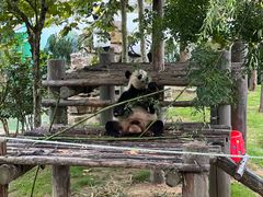 -西霞口神雕山野生动物世界