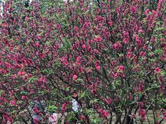 -南国桃园旅游度假区