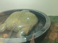 -中环花鸟鱼虫市场