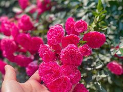 -铁山坪森林公园