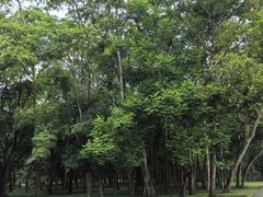 -中国科学院西双版纳热带植物园