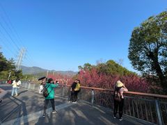 -金鸡山公园