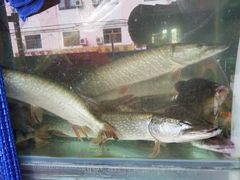 -煲来饱去冷水鱼