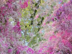 -深圳国际园林花卉博览园