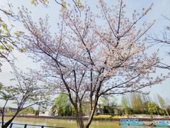 -高东镇樱花园