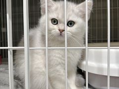 -翊宠yipet猫狗购宠庄园犬舍•猫舍