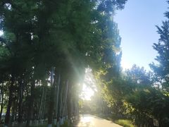 -大兴滨河森林公园