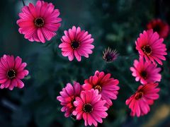 -北京国际鲜花港