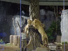 -清迈夜间动物园