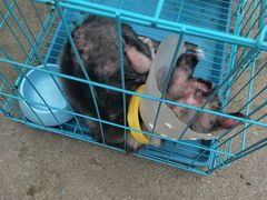 -西安京西宠物医院·瘫痪·疑难杂症