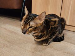 -MOCHA明星猫咖(田子坊店)