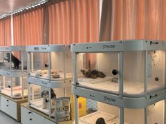 -翊宠yipet猫狗购宠庄园