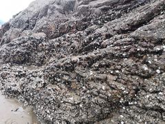-北岐滩涂