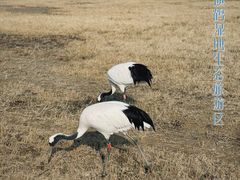 -盐城丹顶鹤湿地生态旅游区