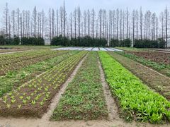 -上海长兴岛郊野公园