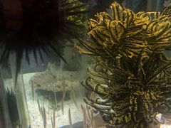 -太平洋海底世界