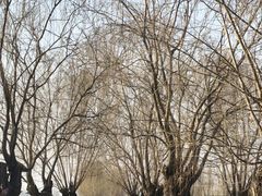-白洋淀景区