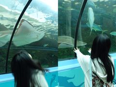 -悉尼海洋生物水族馆