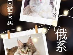 -70cat德文卷毛猫·缅因猫纯种猫舍