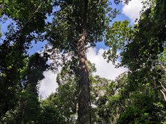 -西双版纳原始森林公园