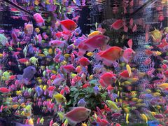 -南宁花花大世界景区