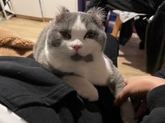 -伟伟宠物医院·瑞派猫友好医院·猫科(光谷店)