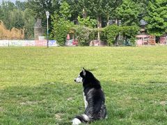 -宠乐会宠物乐园