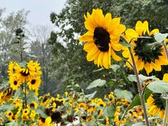 -汉长安城未央宫国家考古遗址公园