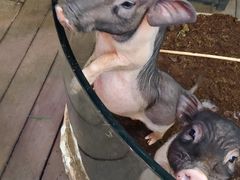 -正佳雨林生态植物园
