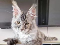 -十年猫舍·猫咪专门店(普陀店)