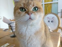 -猫小院猫主题餐厅(南锣旗舰店)