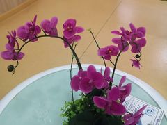 -上海大学附属上海和平眼科医院