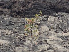 -夏威夷火山国家公园