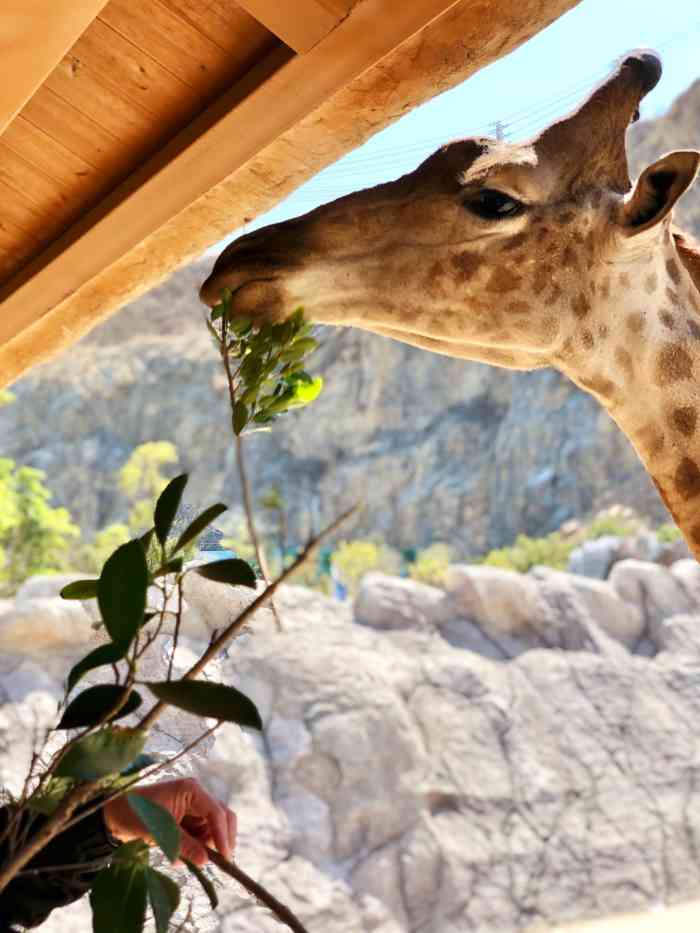 福建永鸿野生动物世界-"攻略:园区门口禁止携带食品入园,你若是提.