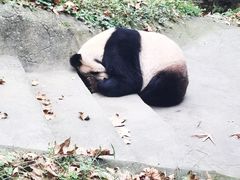-都江堰中华大熊猫苑