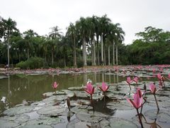 -中国科学院西双版纳热带植物园