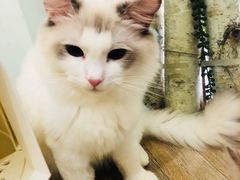 -酷豆宠物咖啡·宠物美食·撸猫馆