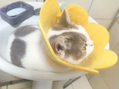 -美联众合动物医院·24h京西诊疗中心