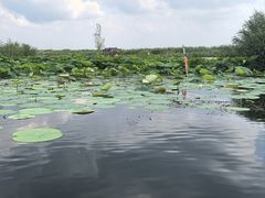 -白洋淀景区