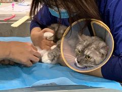 -萌兽医馆·犬猫专科·眼科中心·宠物医院(朝阳门分院)