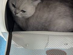 -宠颐生宠物医院·异宠猫科内科·诊疗中心宠巢店
