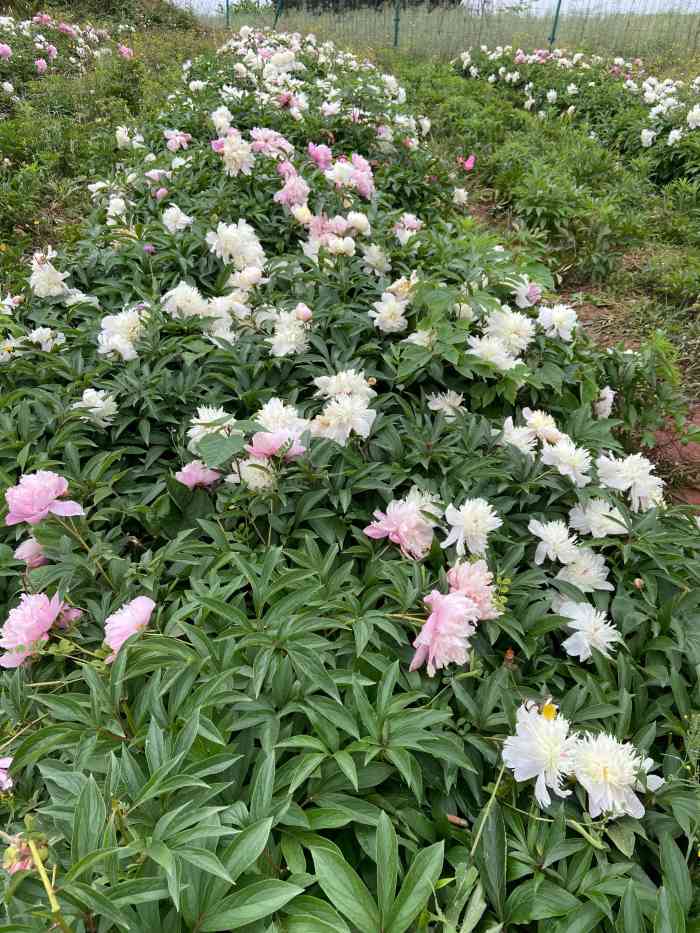 广兴花田-"金堂花田广兴芍药园,位于金堂县东南部的广.