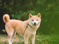 -燕晗山郊野公园
