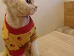 -猫腻·猫咖·撸猫馆(星光大道店)