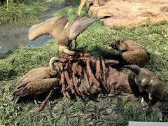 -国家自然博物馆