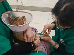 -派美特宠物医院·核磁CT·骨科肿瘤·疑难转诊(沈农禾丰店)