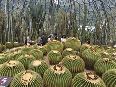-深圳仙湖植物园