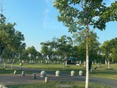 -合肥滨湖国家森林公园