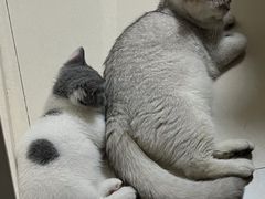 -lincat·猫舍(广州店)