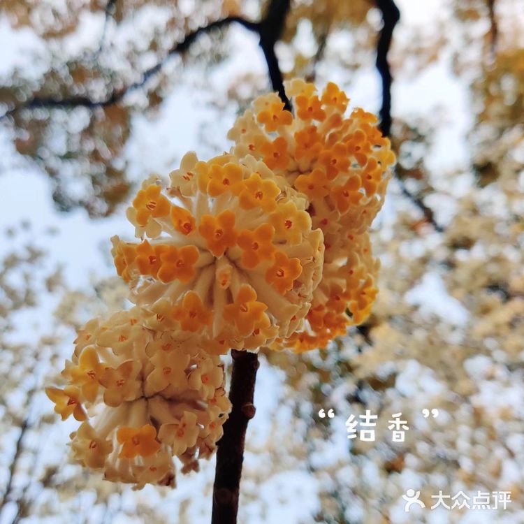 春天一定要去橘子洲逛逛!